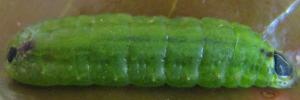 Larvae